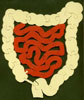 alimentary tract